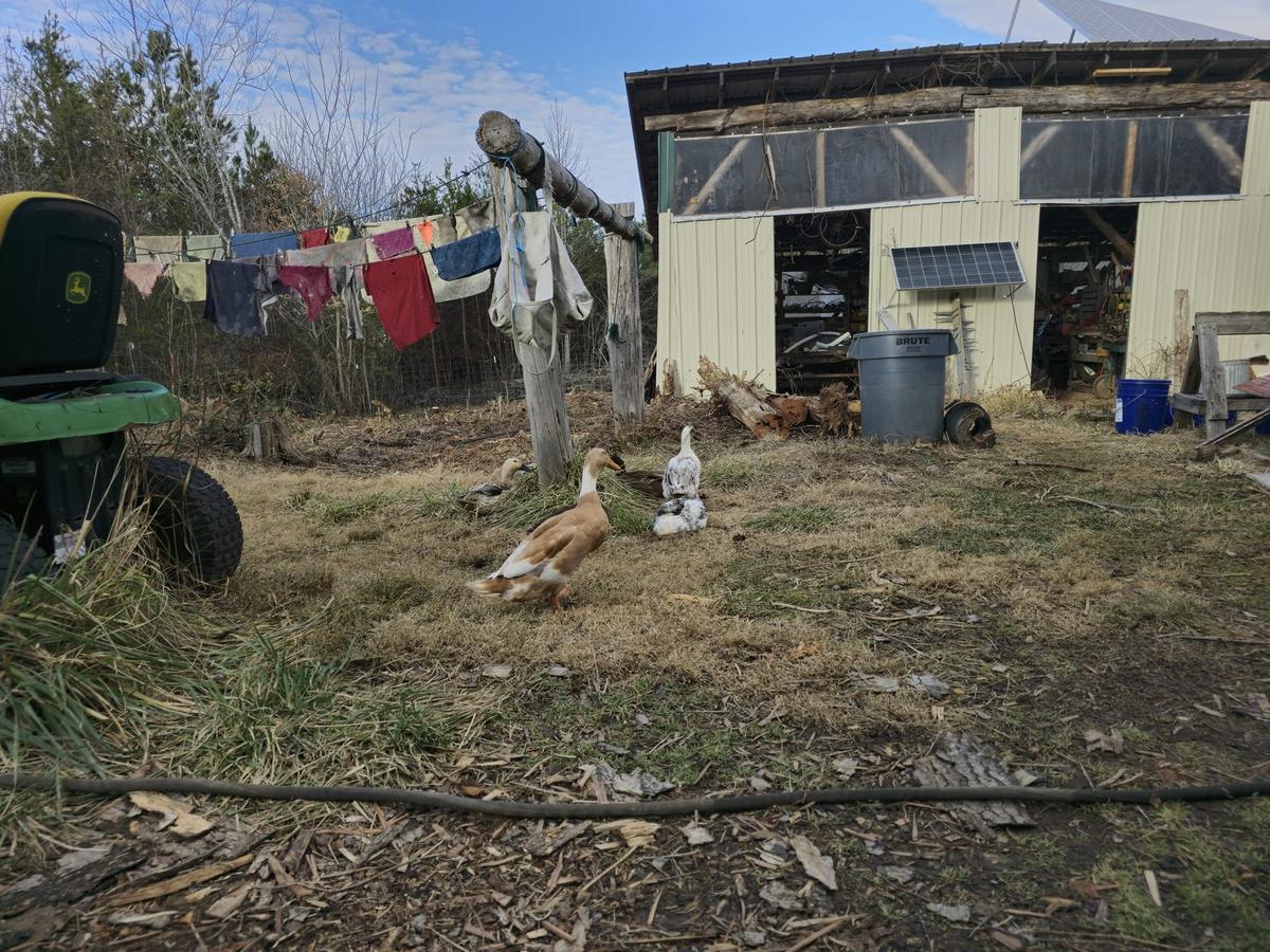 Ducks crossing a yard in front of a workshop barn, with a laundry line and a small solar panel.